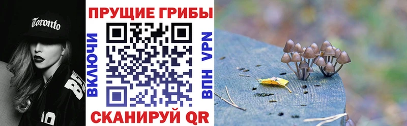 Псилоцибиновые грибы Cubensis  Вяземский 
